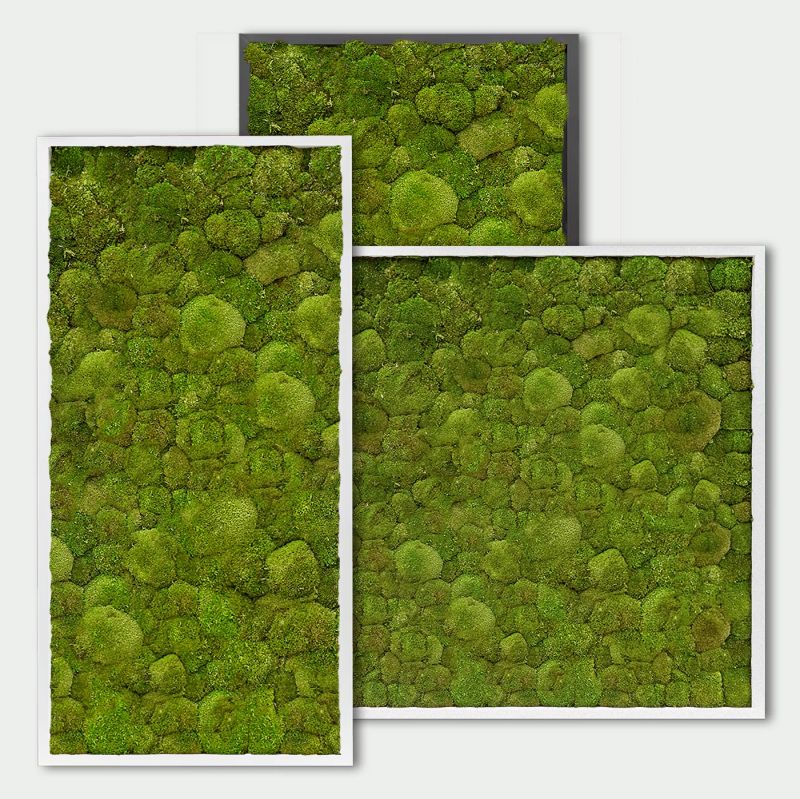 Maßgefertigtes Kugelmoosbild