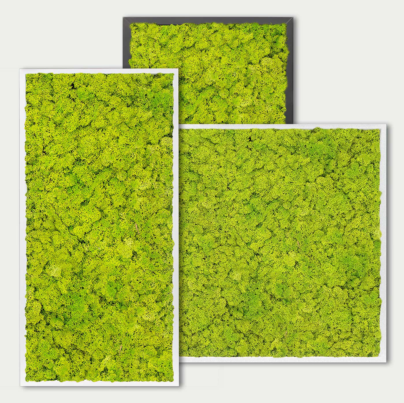 Maßgefertigtes Islandmoosbild